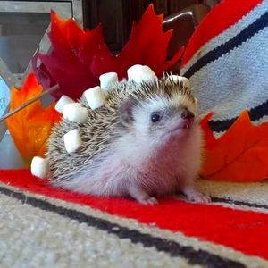 Meet your Posher, Spenny!